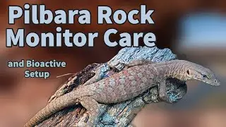 Pilbara Rock Monitor Care + Bioactive Setup