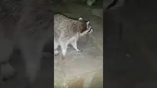 На дереве еноты)