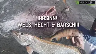 Wir flippen aus! Wels, Hecht & Barsch! Highlights #iCatchfish #Wels #Barsch #Hecht