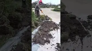 Пересадка можжевельника