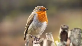 European robin (Erithacus rubecula) calling
