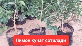 26.02.2024  Лимон кучат сотилади  ☎+998939691585