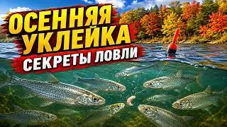 Autumn bleak fishing, also known as topwater fishing. Advice for beginning anglers.