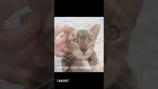Бенгальская кошечка СИНДИ🐾Ручная работа.