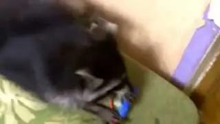 Бешеный енот в квартире