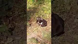 Материнская забота 🐾: кошка Даша с любовью ухаживает за своей дочуркой Зайкой 🐱