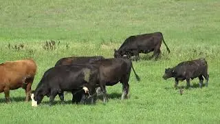 2023 YF&R Achievement in Agriculture: Ryan Musgrave