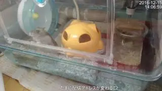 ハムスター へんな物体が降臨して落ち着かない