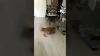 Кот: как же ты меня достала 🤣