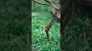 amazing Animals 😳