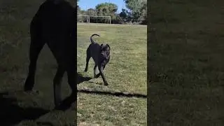 Interview with DogumentaryTV on our Top Presa Canario Bloodline