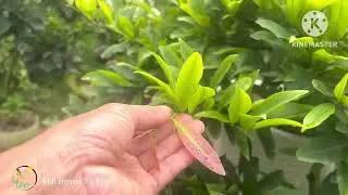 Bón phân cho cây mai tháng 10 âm lịch-từng trường hợp cụ thể