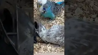 Budgies playing #budgie #viral #budgies #muhabet #muhabbetkuşu #periquito