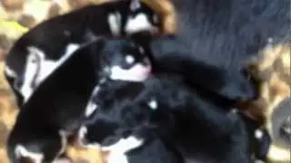 Malamute puppies.