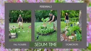 Sedum / Stonecrops / Fall Flowers