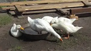 Домашний Гусь и утки купается в тазике.