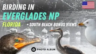 Birding in Everglades NP 2012