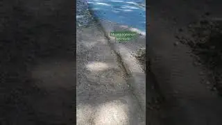 Front yard overseeding & clean-up - Part 1