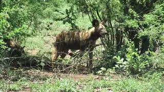 Wild Dogs finding shade