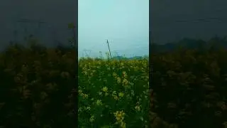सरसो का खेत 🥰😊