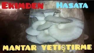 Mantar Nasıl yetiştirilir Ekimden Hasata