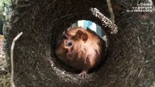 KRÓLIKI I GRYZONIE – Czy króliki i gryzonie bawią się?