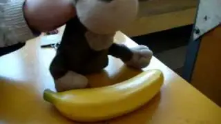 A monkey video clip 1