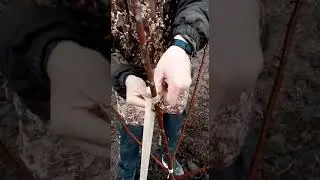 Как правильно подвязывать дерево к колышку