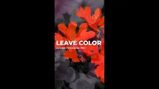 Leave color effect in Adobe Premiere pro