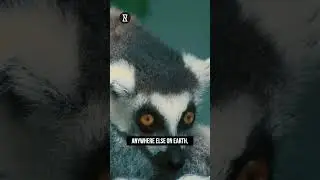 Madagascar's Shocking Biodiversity Secrets! 