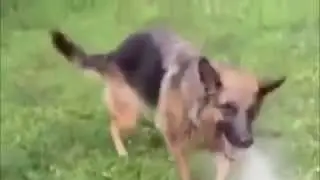 СМЕШНОЙ ПЕС