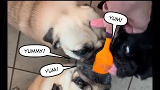 Pugs in da Kitchen