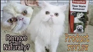 HOW TO REMOVE/LESSEN CAT TEAR STAIN NATURALLY.