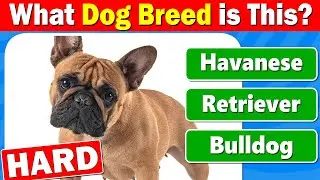 Guess the Dog Breed Quiz 🐶 (HARD EDITION)