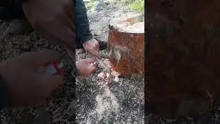 таёжная свеча от СанСаныча