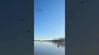 Perfect way to end the 23-24 Waterfowl Season! 