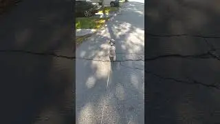 Алабаечич на прогулке