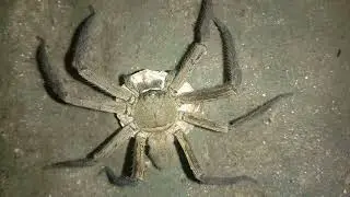 Huntsman Spider Brings Egg