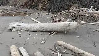 С собаками по берегу моря, весна и лето 2025 г. Опубликовано 08.07.2025 u/