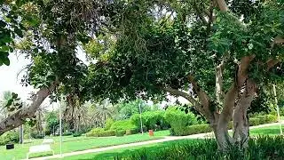 Most Beautiful Places in the Uae || Relaxing Bird Sounds||  july 26, 2024