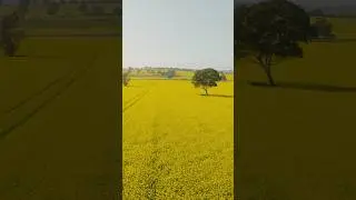 Fields of gold! #bikepacking #bikepackingadventure #cycling