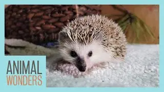 His Name Is Harvey the Hedgehog!