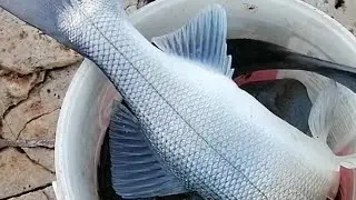 2022 📌KIYIDAN CANLI YEMLİ TROFE LEVREKLER 📍LEVREK AVI DİDİM.🌊🎣🐟🎣🐟