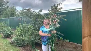 Лилия Мисс Пэчворк, рукодельницам посвящается…