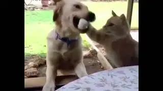 Собака укусил коту лапу!! ЖЖЕСТЬ!!!!!