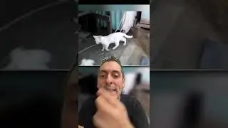 GLI ANIMALI SONO MOLTO PIÚ INTELLIGENTI DI QUELLO CHE PENSI PT. 3. POVERO GABBIANO SI È RUBATO….