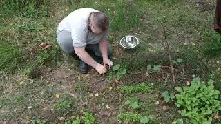 Маленький лесной огород.