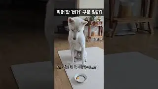 말 알아듣는 진돗개...?? / 진돗개 진주, 밀크 #강아지 #jindodog #백구 #jindo #강아지일상 #진돗개