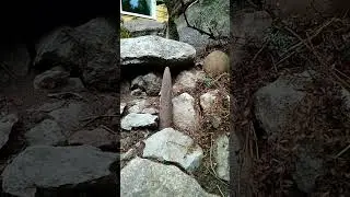 Альпийская горка