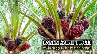 panen sawit pokok tinggi makin tinggi pokoknya makin besar buahnya_panen sawit di era 2023 - 2024